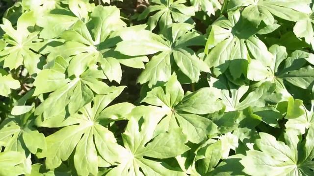 Экзотика в саду - подофиллум щитовидный, подофиллум Эмода или гималайский смотреть онлайн