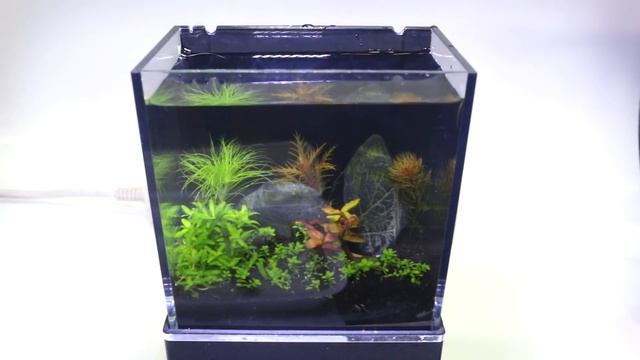 The World's Smallest Plant Aquarium #2 (2 Week Update) смотреть онлайн
