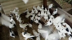 Шейки Бакинские Широкохвостые Бойные Голуби Чимирис В Н.  +38(067)47-53-596 моб. Украина.Кривой Рог