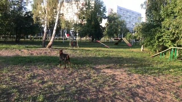 Доберман и Боксёр Тайсон / Теперь Тайсон не Один с таким Ошейником смотреть онлайн