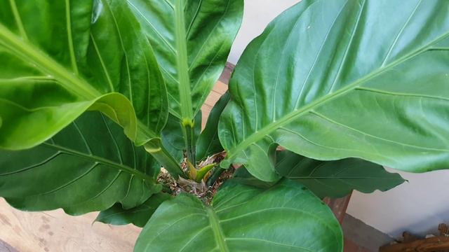 COMO CULTIVAR ANTHURIUM PLOWMANII - DICAS DE COMO CUIDAR DESSA FOLHAGEM LINDA! CANAL MEU QUINTAL смотреть онлайн