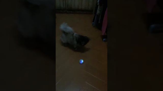 BaJanG vs Dragon Ball (Pekingese) смотреть онлайн