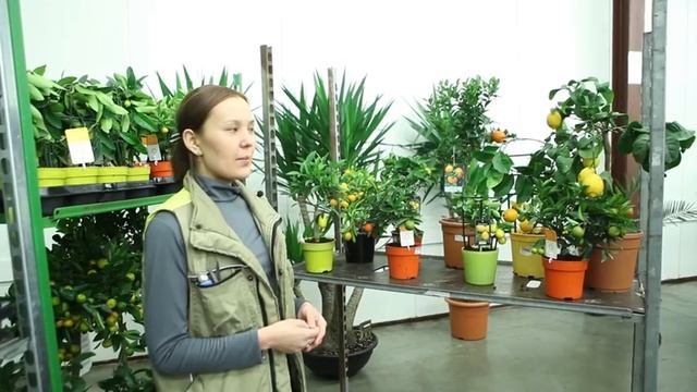 Секреты ухода за цитрусовыми смотреть онлайн