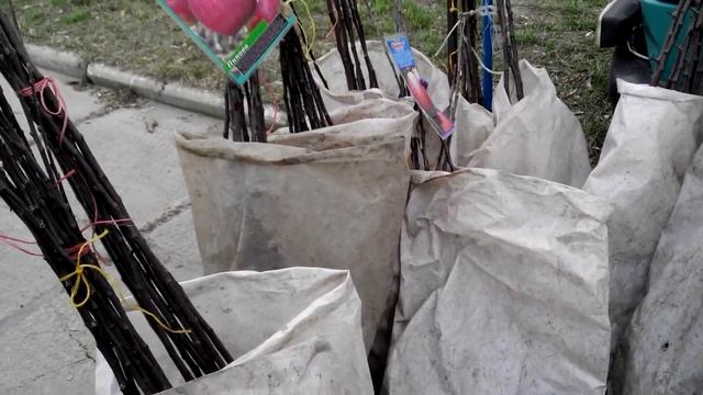 Саженцы. Обман, пересорт наглядный пример с выставки Сад Огород 2016. смотреть онлайн