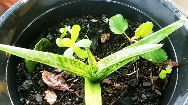 #9 Haworthia,Gasteria y aloe💚🍃 смотреть онлайн