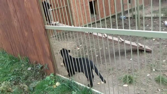 Игривые пантеры Пумка и Брабус🐆🐾 ПАРК ЗЕМЛЯ ПРАЙДА 🌿 смотреть онлайн