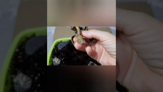 Денежное дерево погибло. Не повторяйте моей ошибки (16.02.2022) смотреть онлайн