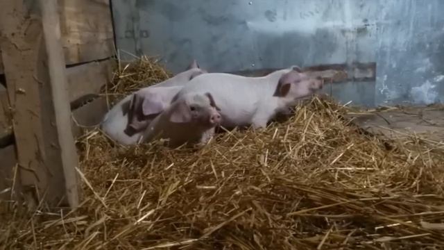 Свиноводство в деревне. Почему выгодно держать поросят? "Мое Подворье" смотреть онлайн