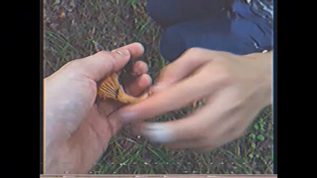 Любимые грибы и немного фыр-фыр смотреть онлайн