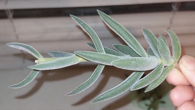 ОБЗОР. Распаковка посылки от Петра Лапшина. смотреть онлайн