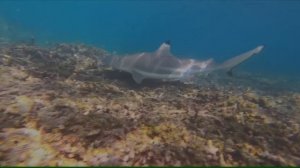 АКУЛЫ НА ПХУКЕТЕ и в ПАТТАЙЕ | НАПАДЕНИЯ АКУЛ В ТАЙЛАНДЕ | ПХУКЕТ СЕЙЧАС | ПАТТАЙЯ СЕЙЧАС | ТАЙЛАНД