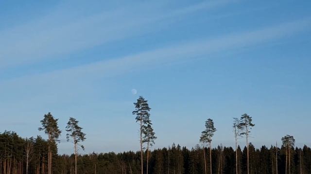 На поляне есть сосна с луной. смотреть онлайн