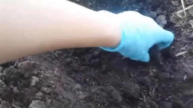 Как правильно сажать кабачки. смотреть онлайн