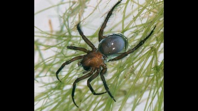 Водяные пауки Argyroneta