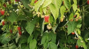 полонез, самый урожайный сорт малины