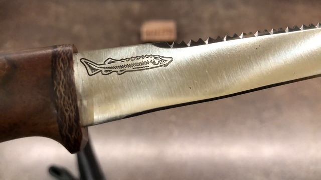 Нож "Белуга" орех 100Х13М от Златоуст АиР смотреть онлайн