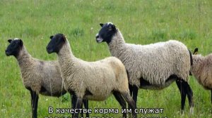 Романовская порода овец