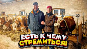 Современная ферма. Породистые коровы из Германии | Молодая Ферма