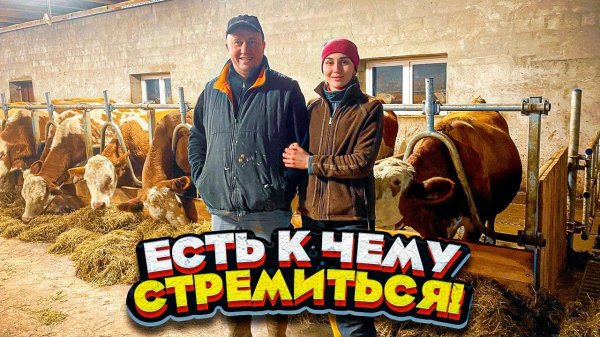 Современная ферма. Породистые коровы из Германии | Молодая Ферма