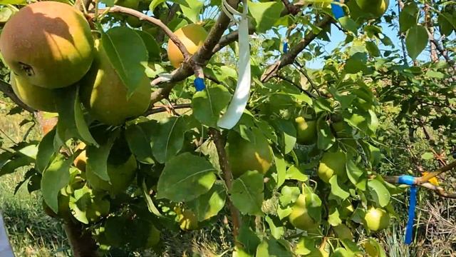 обзор груш для Сибири август 2022 г смотреть онлайн