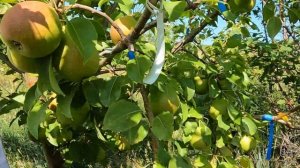 обзор груш для Сибири август 2022 г