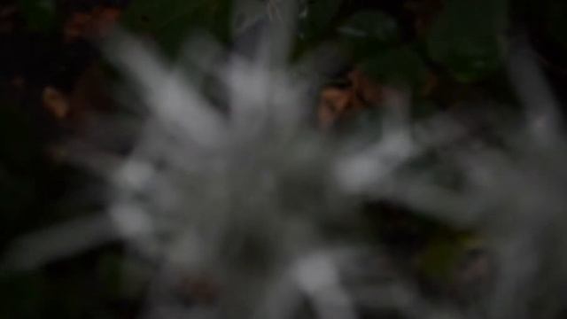 Nikon D7000 Unedited Video Footage смотреть онлайн
