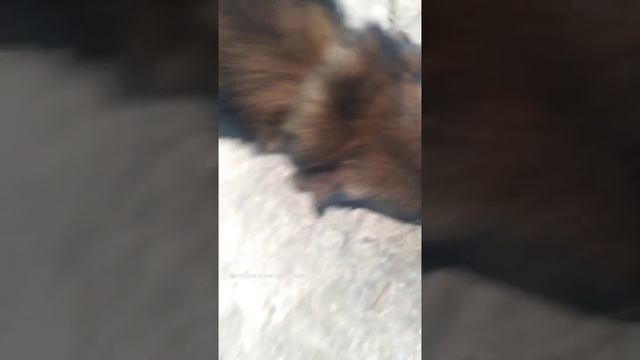 0.29.€.DARICK.ВКУСНО ЧАВКАЕТ.ДАВРЫЧГЛАЖ;.PROPHET. SHCHERBAKOV. ЩЕРБАКОВ АРТЕМ. DOG. СОБАКА.