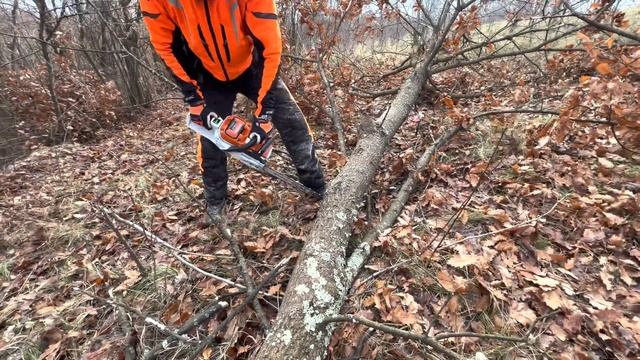 Tree feeling with Stihl Msa-300 battery powered chainsaw.(Doborare arbore cu drujba pe baterie.) смотреть онлайн