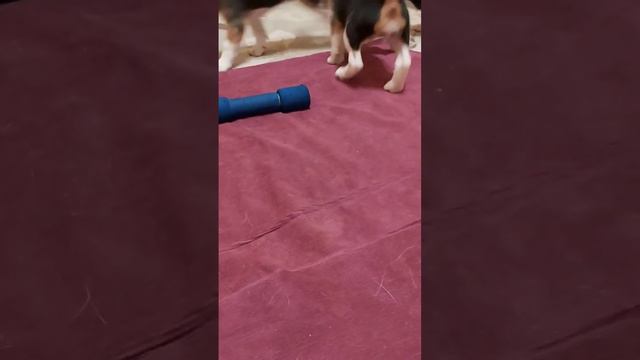 бигль щенки ❤❤❤ смотреть онлайн