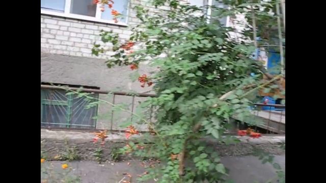 Прежде чем сажать КАМПСИС - 100 раз хорошенько подумайте! смотреть онлайн