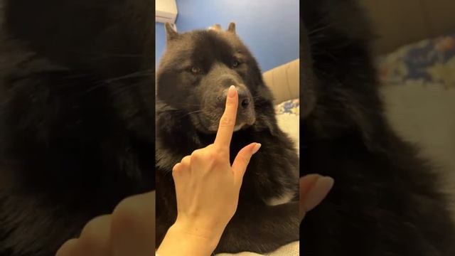 Ребзя вещает смотреть онлайн