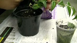 Хойя Белла пересадка