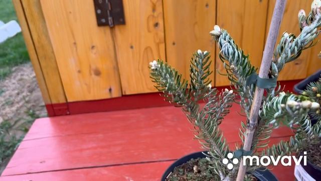 Новые хвойные в моём саду с сайта удивительный сад. смотреть онлайн