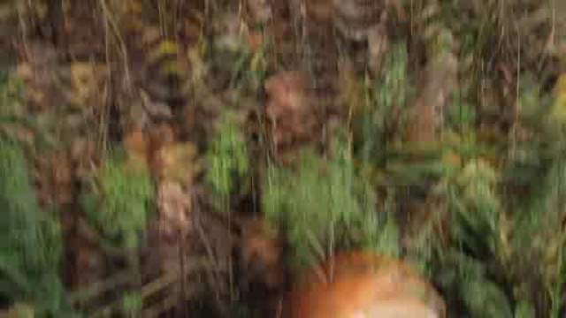 Lullaby смотреть онлайн