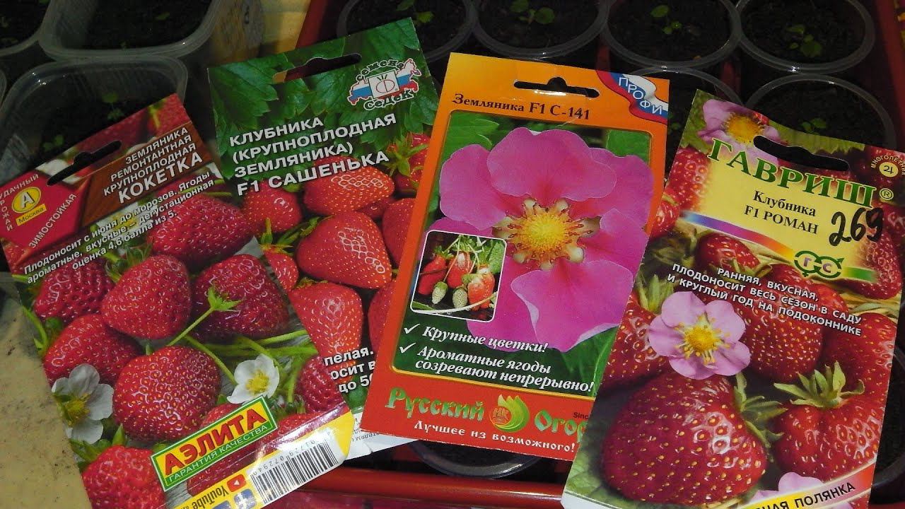 ПИКИРОВКА КРУПНОПЛОДНОЙ ЗЕМЛЯНИКИ . ПЕРВАЯ ПИКИРОВКА смотреть онлайн