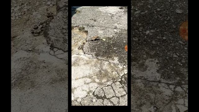 ВОРОБЕЙ В ДЕЛЕ смотреть онлайн