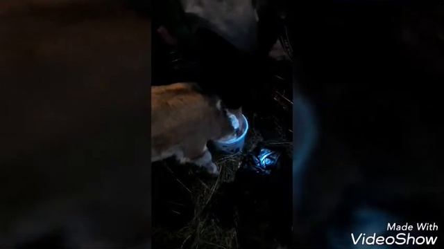 Как правильно поить телёнка ! смотреть онлайн