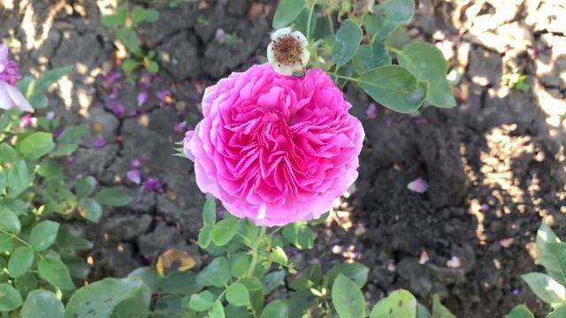 Мой любимый цветок не Роза..Недооценённый сорт-«Пинк Фламинго», Сербия 2017 г смотреть онлайн