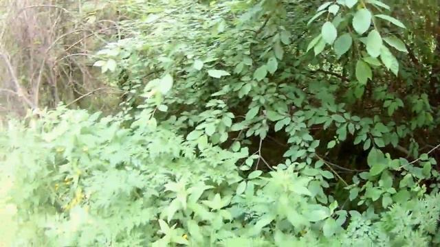 Общественный экологический контроль. Этап четвёртый, день третий. 16.06.2019 года смотреть онлайн