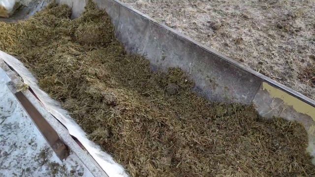 Кормушка для быков.Быки на морозе -25-30. смотреть онлайн