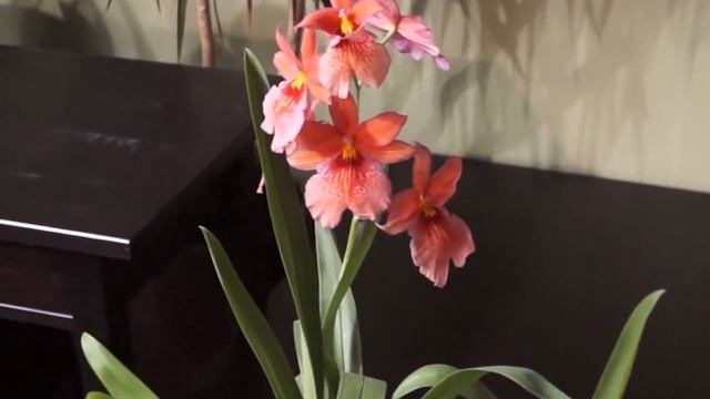 Цветущие КАМБРИИ и немного о сезоне покупок. смотреть онлайн