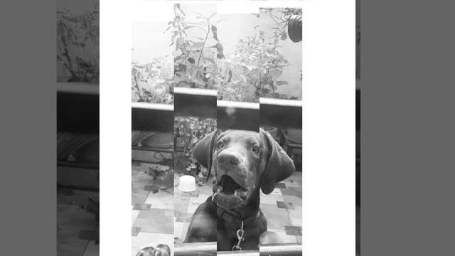 Doberman Puppy Growing up -: 4 weeks to 1 year