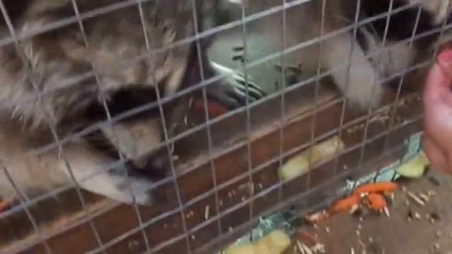Удивительно,вот это прикол енот-полоскун смотреть онлайн
