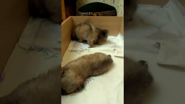 Щенки пекинес 1,5 месяца смотреть онлайн