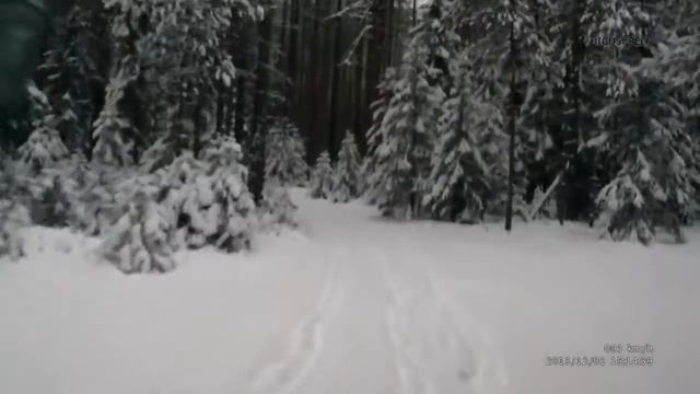 В зимний лес смотреть онлайн