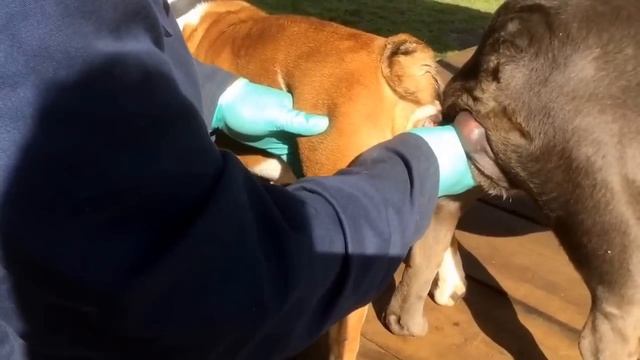 Artificial Insemination  & Reverse Mating For Dogs. Shop @ Www.poochdcvd.com  Ben@poochdvd.com