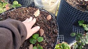 Вертикальная грядка для клубники перед зимой