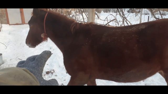 Alabai and Horses // Алабай и Лошади,,, смотреть онлайн