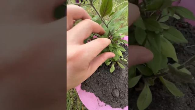 Обрезка петуньи для пышного цветения #цветоводство #сад #огород #дача #садоводство #петуньи смотреть онлайн