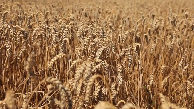 ПАТРАС – эталон стабильности смотреть онлайн